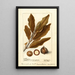 Macadamia ternifolia - Deborah Griscom Passmore — framed artwork on a wall