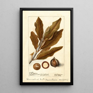 Macadamia ternifolia - Deborah Griscom Passmore — framed artwork on a wall