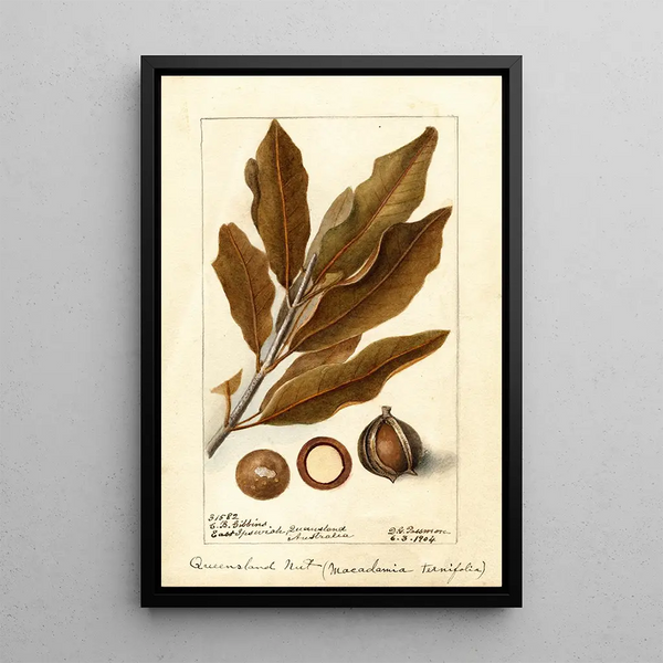 Macadamia ternifolia - Deborah Griscom Passmore — framed artwork on a wall
