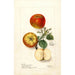 Malus domestica - Deborah Griscom Passmore — artwork view