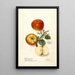 Malus domestica - Deborah Griscom Passmore — framed artwork on a wall