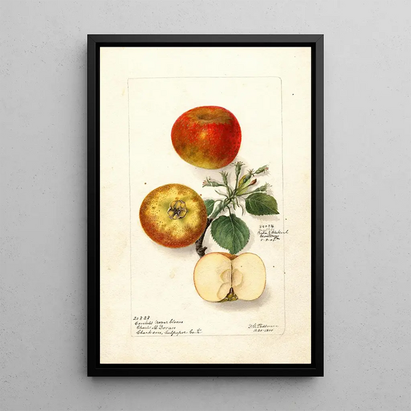 Malus domestica - Deborah Griscom Passmore — framed artwork on a wall