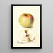 Reproduction of the painting Malus domestica All Purpose - Deborah Griscom Passmore