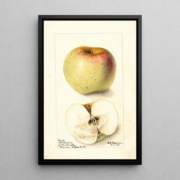 Reproduction of the painting Malus domestica All Purpose - Deborah Griscom Passmore