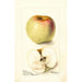 Reproduction of the painting Malus domestica All Purpose - Deborah Griscom Passmore