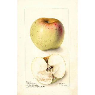 Reproduction of the painting Malus domestica All Purpose - Deborah Griscom Passmore