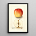 Reproduction of the painting Malus domestica Allington Pippin - Deborah Griscom Passmore