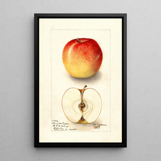 Reproduction of the painting Malus domestica Allington Pippin - Deborah Griscom Passmore