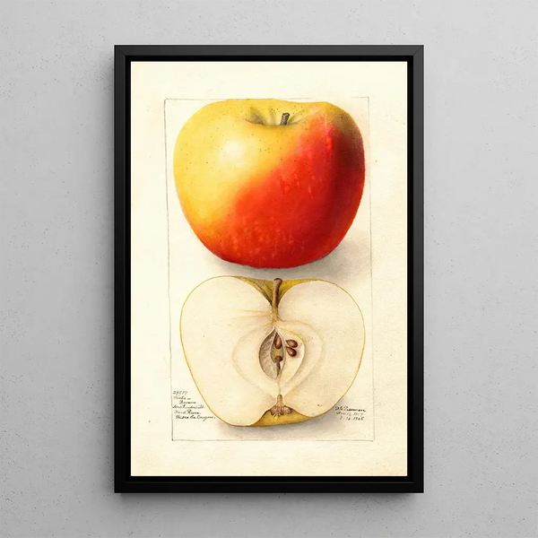 Reproduction of the painting Malus domestica Banana - Deborah Griscom Passmore