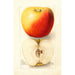 Reproduction of the painting Malus domestica Banana - Deborah Griscom Passmore