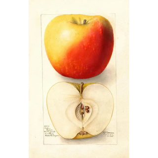 Reproduction of the painting Malus domestica Banana - Deborah Griscom Passmore