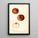 Reproduction of the painting Malus domestica Bloomless - Deborah Griscom Passmore | Painting