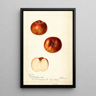 Reproduction of the painting Malus domestica Bloomless - Deborah Griscom Passmore | Painting