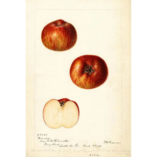Reproduction of the painting Malus domestica Bloomless - Deborah Griscom Passmore | Painting