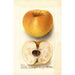 Malus domestica Champion Pippin - Deborah Griscom Passmore — artwork view