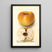 Malus domestica Champion Pippin - Deborah Griscom Passmore — framed artwork on a wall