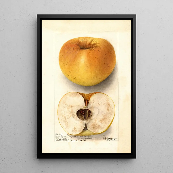 Malus domestica Champion Pippin - Deborah Griscom Passmore — framed artwork on a wall