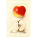 Malus domestica Ewalt - Deborah Griscom Passmore — artwork view