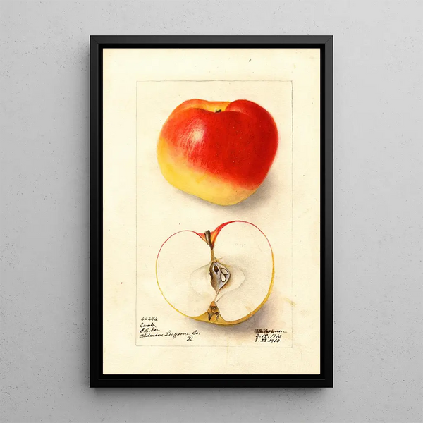 Malus domestica Ewalt - Deborah Griscom Passmore — framed artwork on a wall