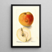 Reproduction of the painting Malus domestica Floyd - Deborah Griscom Passmore | Painting