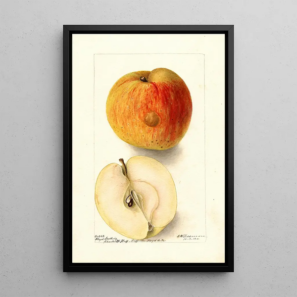 Reproduction of the painting Malus domestica Floyd - Deborah Griscom Passmore | Painting