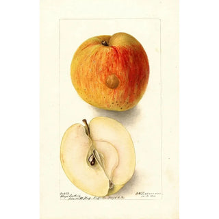 Reproduction of the painting Malus domestica Floyd - Deborah Griscom Passmore | Painting