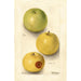 Malus domestica Grimes - Deborah Griscom Passmore — artwork view