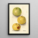 Malus domestica Grimes - Deborah Griscom Passmore — framed artwork on a wall