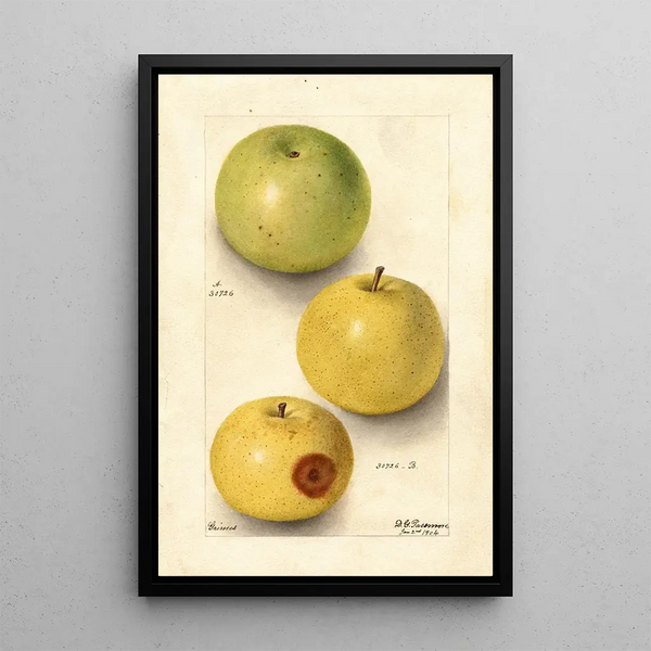 Malus domestica Grimes - Deborah Griscom Passmore — framed artwork on a wall