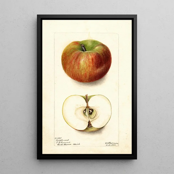 Reproduction of the painting Malus domestica Keeskemet - Deborah Griscom Passmore