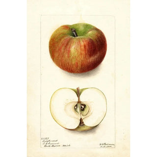 Reproduction of the painting Malus domestica Keeskemet - Deborah Griscom Passmore
