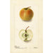 Malus domestica Lewelling Crab - Deborah Griscom Passmore — artwork view