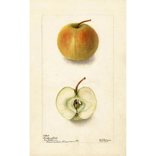 Malus domestica Lewelling Crab - Deborah Griscom Passmore — artwork view