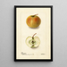 Malus domestica Lewelling Crab - Deborah Griscom Passmore — framed artwork on a wall