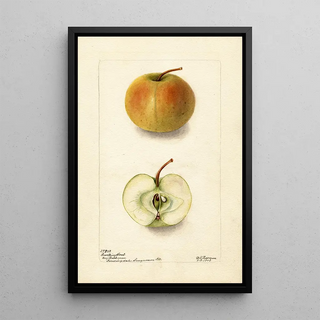 Malus domestica Lewelling Crab - Deborah Griscom Passmore — framed artwork on a wall