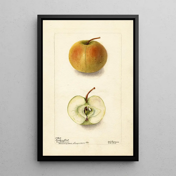 Malus domestica Lewelling Crab - Deborah Griscom Passmore — framed artwork on a wall