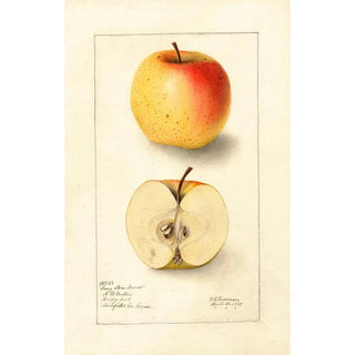 Malus domestica Long Stem Sweet - Deborah Griscom Passmore — artwork view