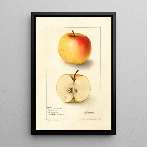 Malus domestica Long Stem Sweet - Deborah Griscom Passmore — framed artwork on a wall