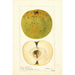 Malus domestica McMillin - Deborah Griscom Passmore — artwork view