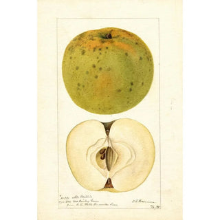 Malus domestica McMillin - Deborah Griscom Passmore — artwork view
