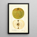 Malus domestica McMillin - Deborah Griscom Passmore — framed artwork on a wall