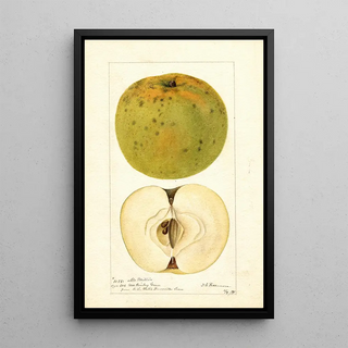 Malus domestica McMillin - Deborah Griscom Passmore — framed artwork on a wall