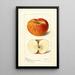 Reproduction of the painting Malus domestica Ralls - Deborah Griscom Passmore