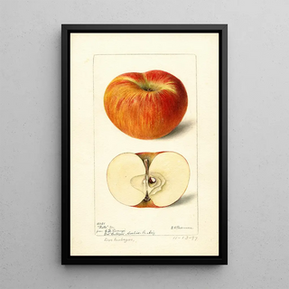 Reproduction of the painting Malus domestica Ralls - Deborah Griscom Passmore