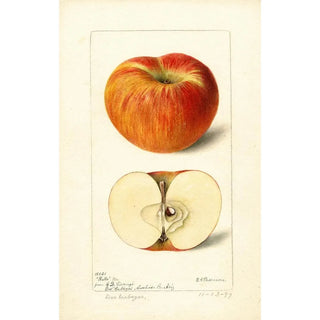 Reproduction of the painting Malus domestica Ralls - Deborah Griscom Passmore