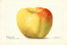 Malus domestica Reinette Gris - Deborah Griscom Passmore — artwork view