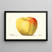 Malus domestica Reinette Gris - Deborah Griscom Passmore — framed artwork on a wall