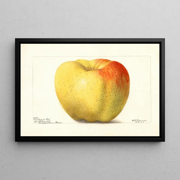 Malus domestica Reinette Gris - Deborah Griscom Passmore — framed artwork on a wall