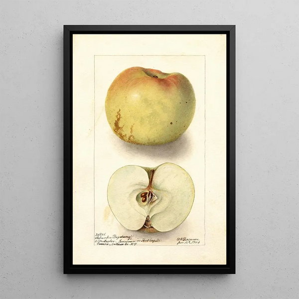 Reproduction of the painting Malus domestica Sklanka Bogdanoff - Deborah Griscom Passmore