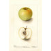 Malus domestica Spohr - Deborah Griscom Passmore — artwork view